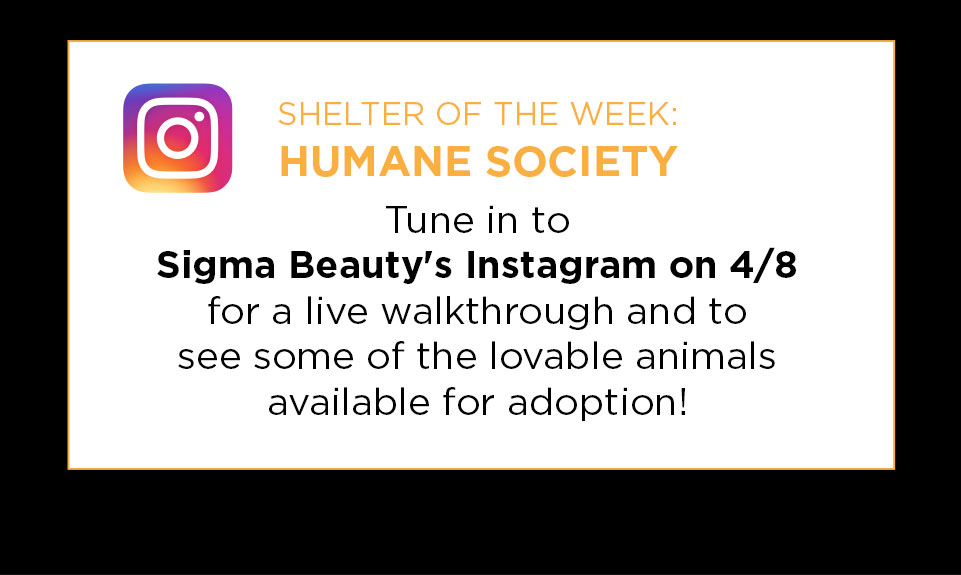 Shelter of the week on Instagram