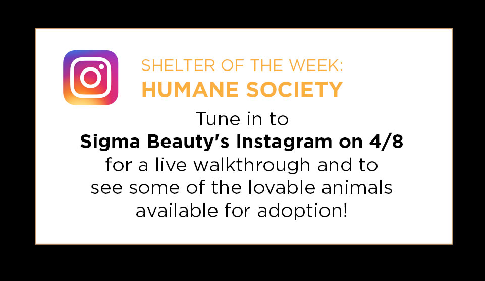 Shelter of the week on Sigma's Instagram